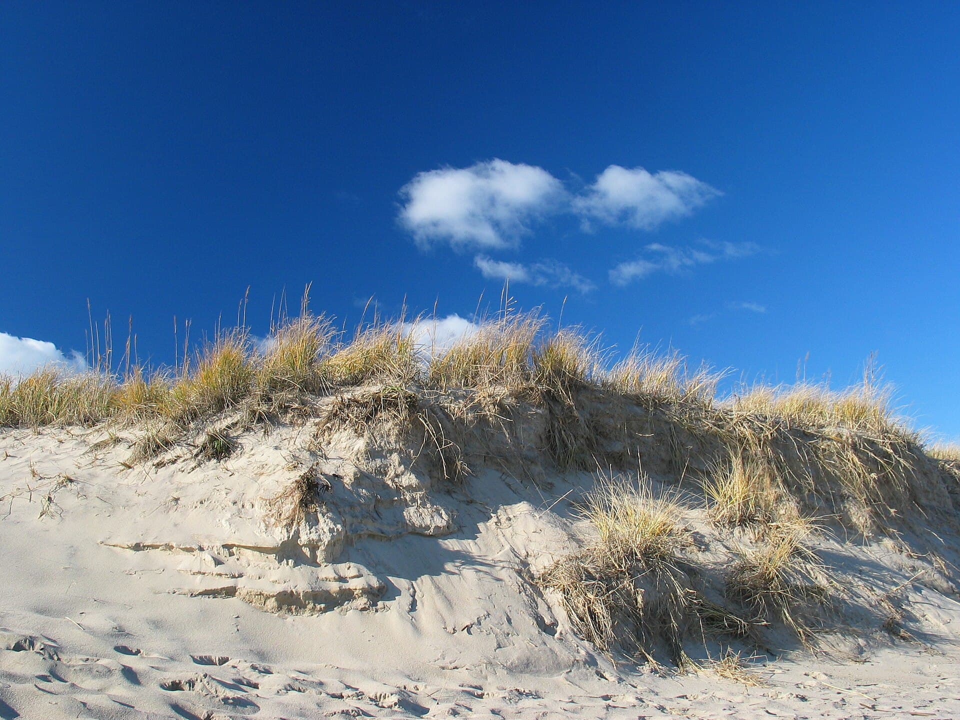 Grass-topped dunes at Cape Cod National Seashore