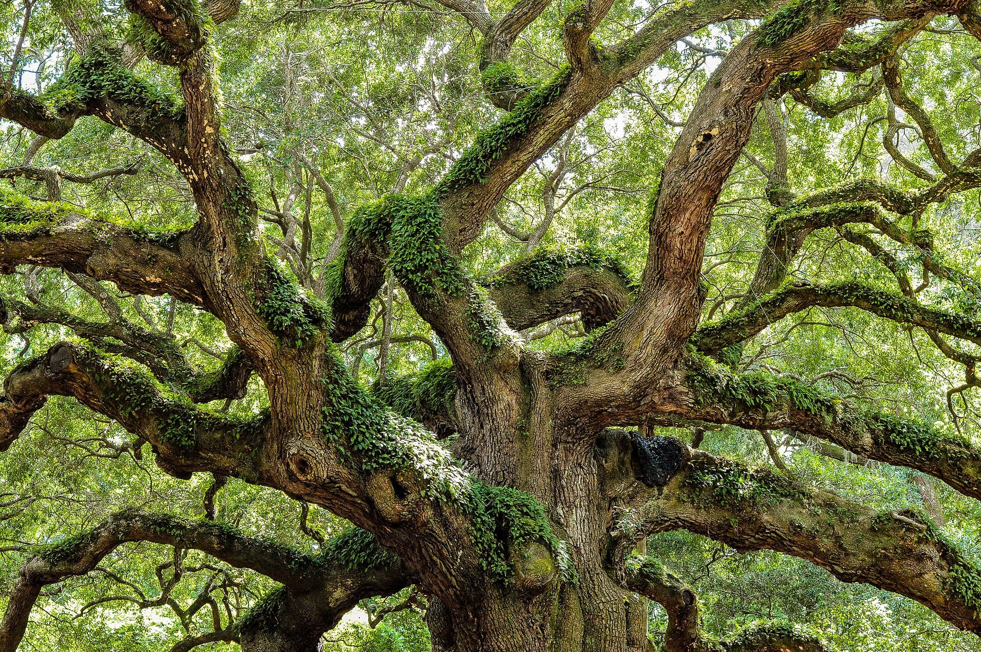 The immense green canopy and spreading limbs of Angel Oak on Johns Island