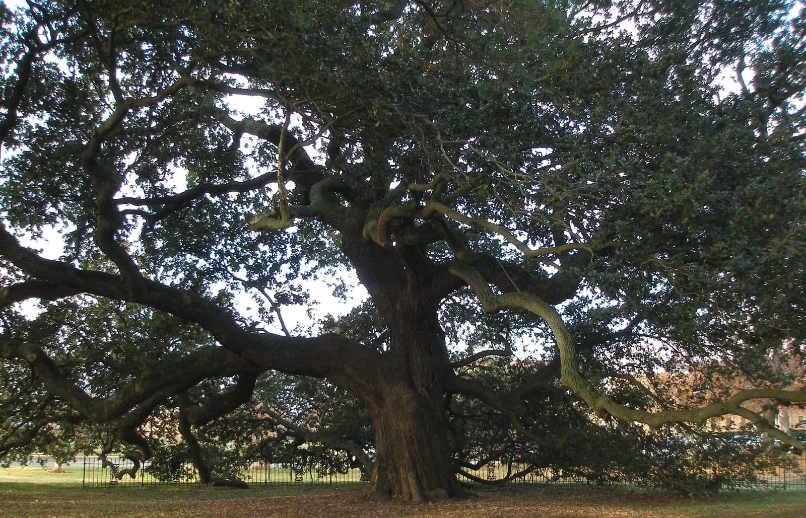 The broad canopy and spreading branches of the Emancipation Oak at Hampton University